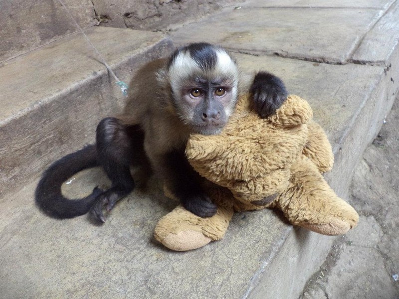Monkey in Peru