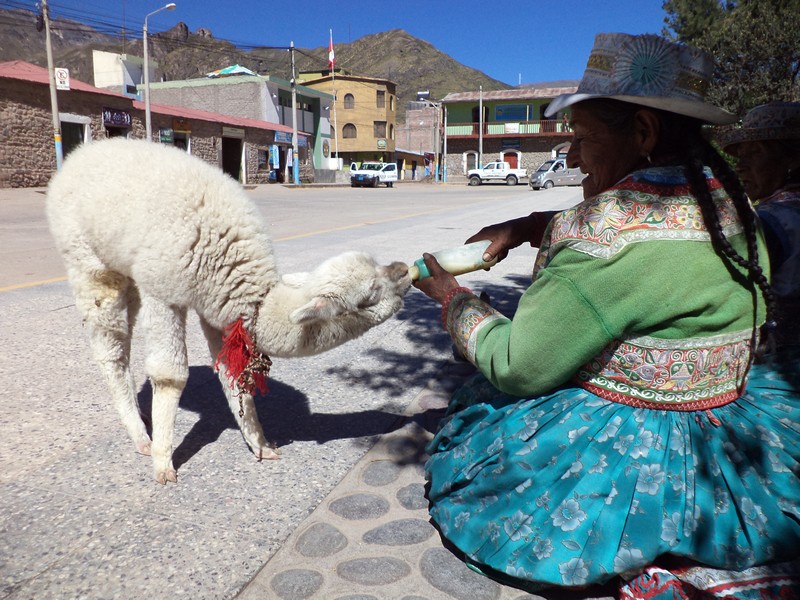 A Bolivian woman hand feeds an alpaca