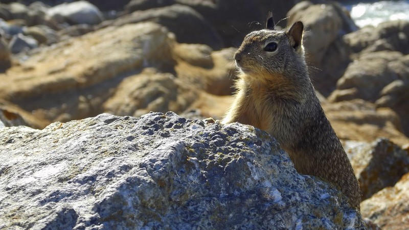 A squirrel over a rock