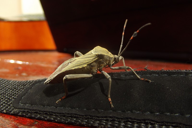 A large bug on my camera strap, Nicaragua