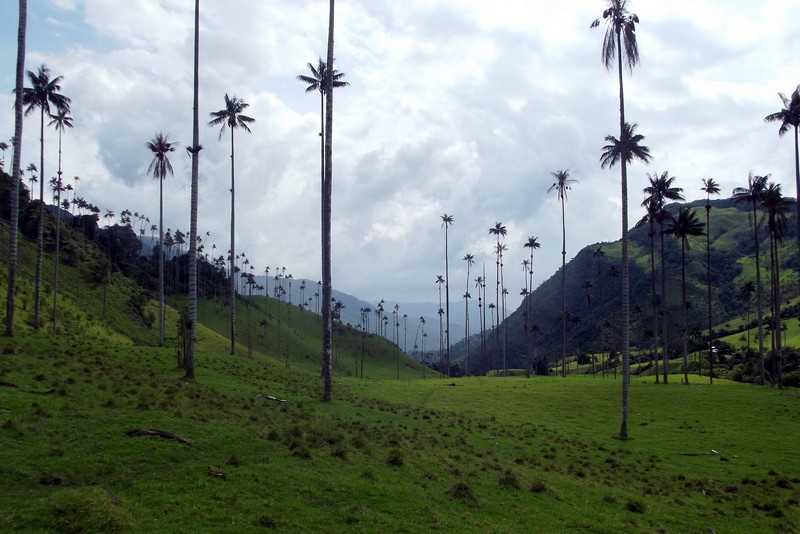 Exploring the famous palm trees of the Cocora Valley, Colombia