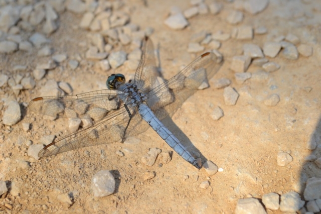 A  blue dragonfly in the dirt
